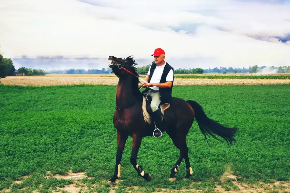 Škola jahanja u Semberskom Salasu — konji i jahači na imanju