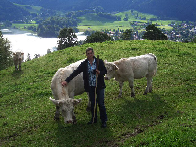 Charolaisrinder auf der Sommerweide bei M&uuml;nchen