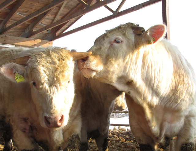 Charolaisrinder im luftigen Offenstall am Zillerhof