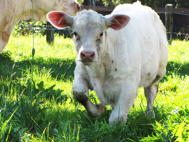 Charolais Jungkuh am Zillerhof