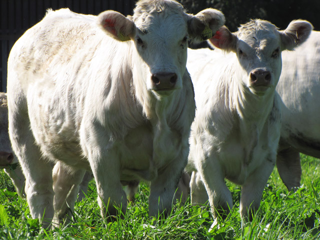 Charolais Jungkuh auf der Weide am Zillerhof in M&uuml;nchen-Aubing