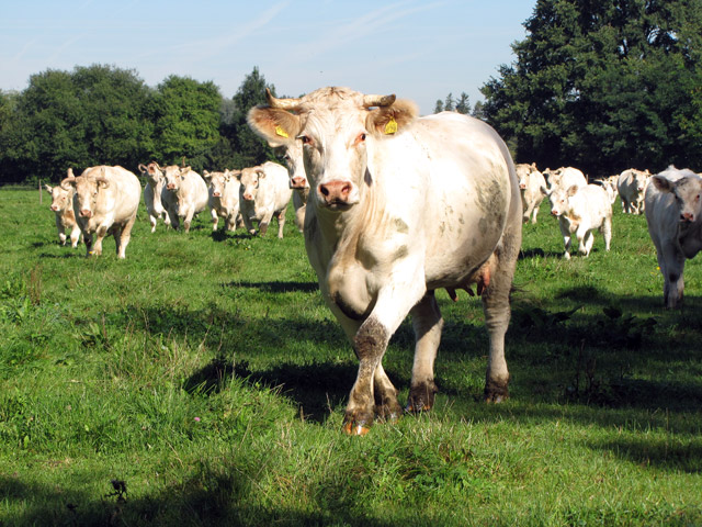 Charolaisrinder-Herde auf der Weide am Zillerhof in M&uuml;nchen-Aubing