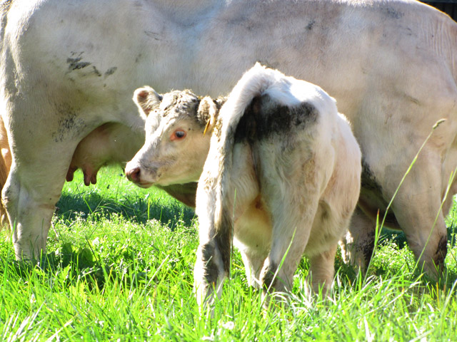 Mutterkuhhaltung am Zillerhof &ndash; Kuh mit Kalb auf der Weide